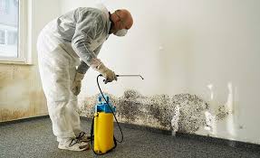 Best Mold Damage Restoration  in Brooksville, MS